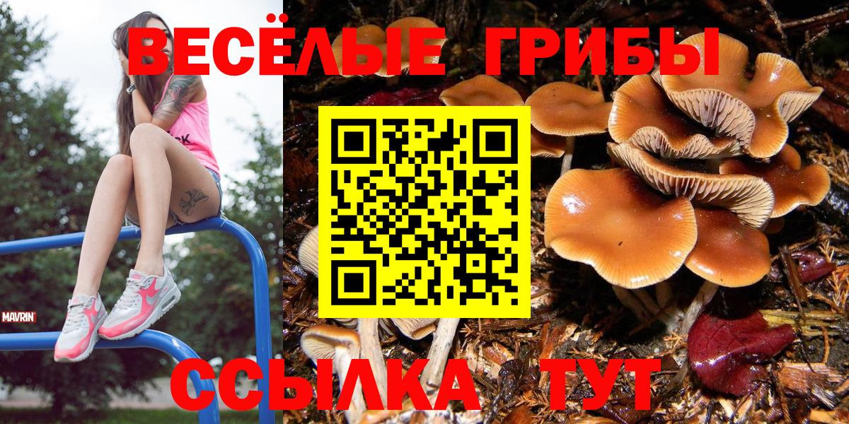 Галлюциногенные грибы Psilocybe  Галлюциногенные грибы ЛСД  Вход с VPN  Мценск 